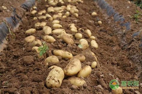 最新地膜土豆种植技术