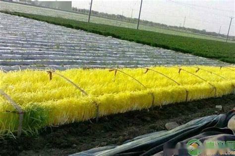 最新韭黄种植技术