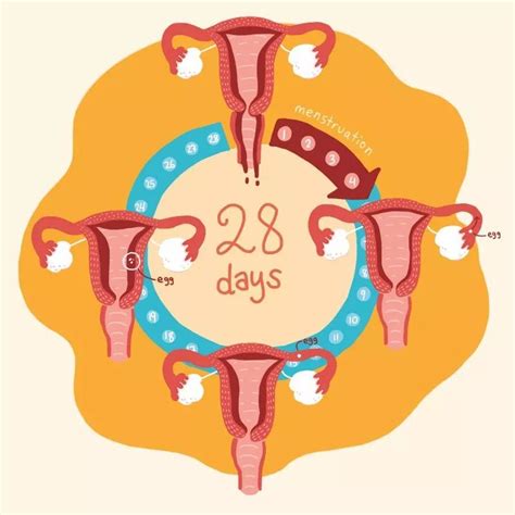 月经周期多少天比较容易怀孕
