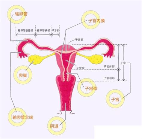 月经正常的女性哪个阶段容易受孕