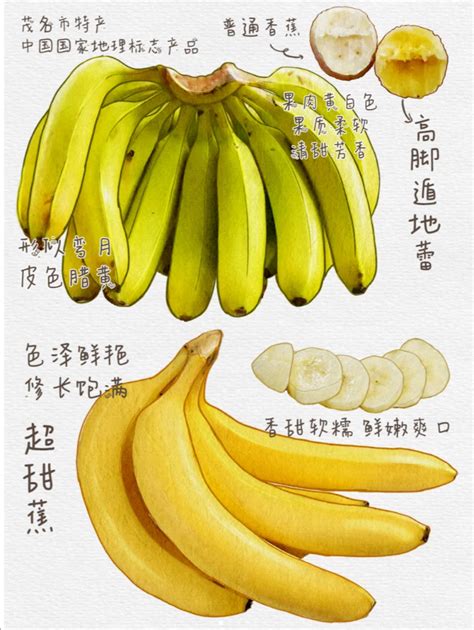 有关于香蕉的四字名字