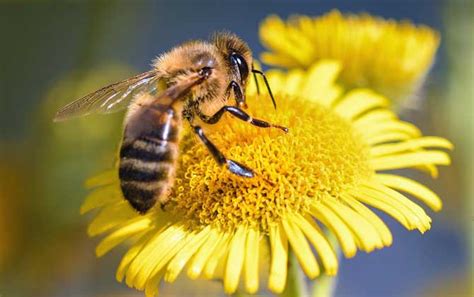 有关蜜蜂的知识点