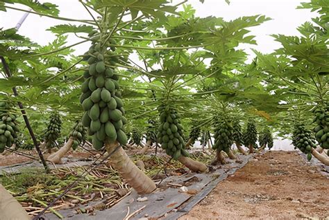 木瓜如何种植和管理