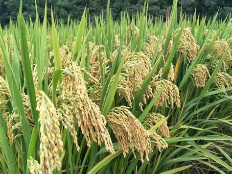杂交水稻中国有在吃吗