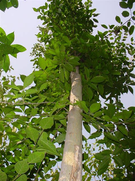 杜仲树适合的生长条件