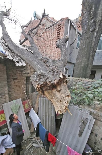 林业局的树砸坏村民房间