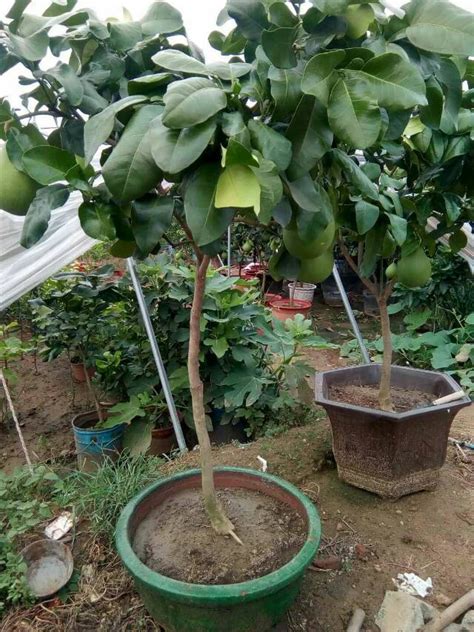 柚子盆栽种植方法图片