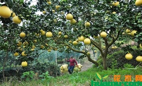 柚子种植方法和步骤