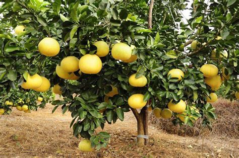 柚子种植方法最简单的