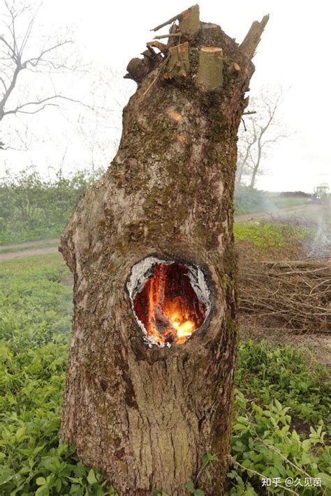 树木内部自燃的原因