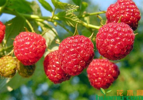 树莓多少钱一斤