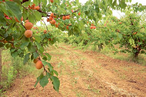 桃子的种植条件