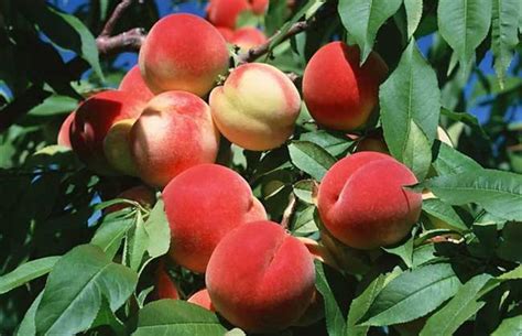 桃子种植生长过程