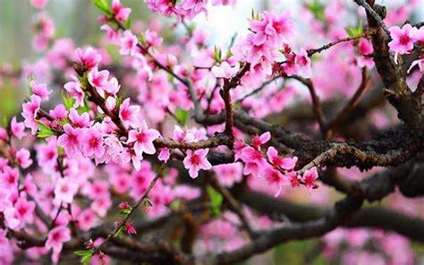 桃树象征的寓意是什么