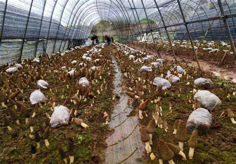 桑黄菌种植每亩产量