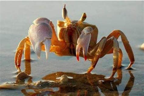 梦到很可爱的螃蟹是什么预兆