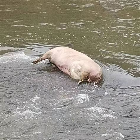 梦到死猪泡在水里