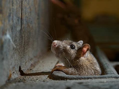 梦到满地的老鼠是什么意思