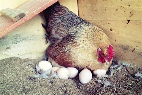 梦到鸡和鸡蛋什么预兆