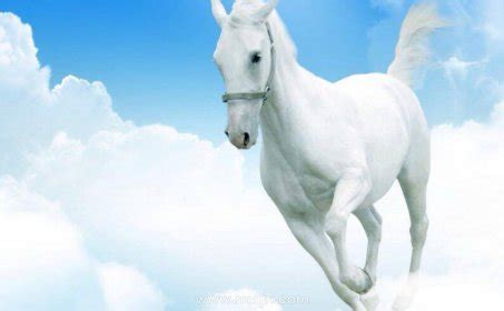 梦见一匹白马是什么预兆周公解梦