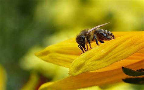 梦见一大群蜜蜂是什么预兆