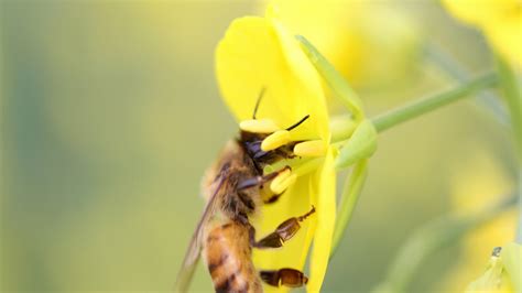梦见一大群蜜蜂蜇自己