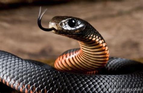 梦见一条大黑蛇是什么征兆