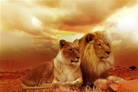 梦见两只狮子周公解梦