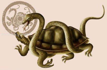 梦见乌龟和蛇是什么意思