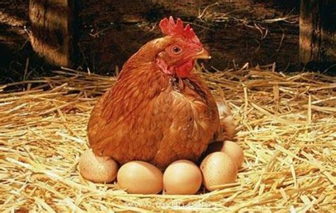 梦见亲眼看见鸡下蛋
