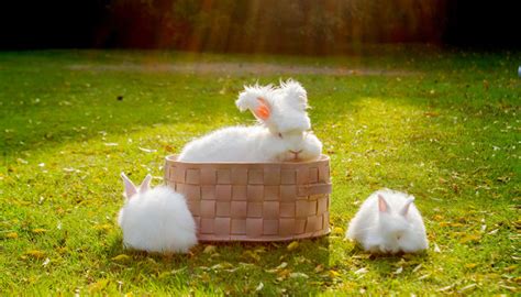 梦见兔子生了好多小兔子