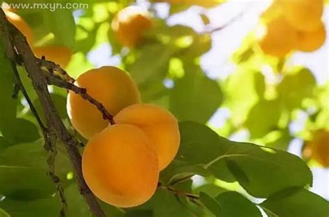 梦见吃桃吃杏是什么意思