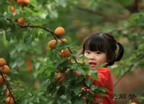 梦见在树上摘杏吃是什么征兆