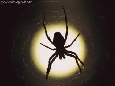 梦见大黑蜘蛛是什么预兆