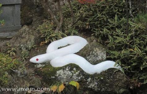 梦见家里有一条大白蛇