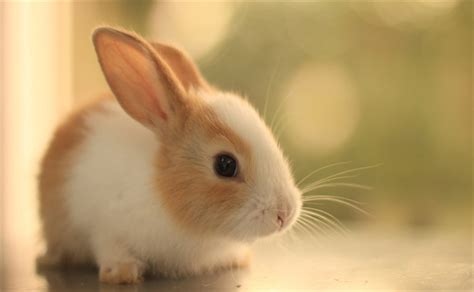 梦见小兔子特别小