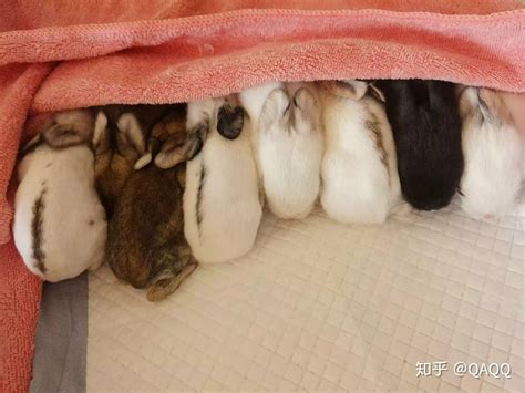 梦见很多刚出生的兔子
