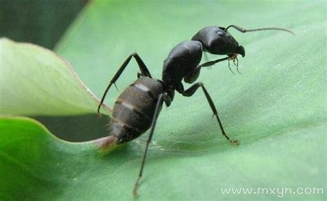 梦见成堆的蚂蚁是什么意思