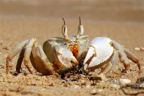梦见抓螃蟹是什么征兆螃蟹逃走了