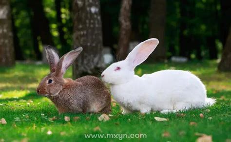 梦见捉了两只兔子是什么意思