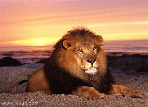 梦见狮子预兆什么周公解梦