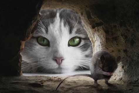 梦见猫抓老鼠什么征兆