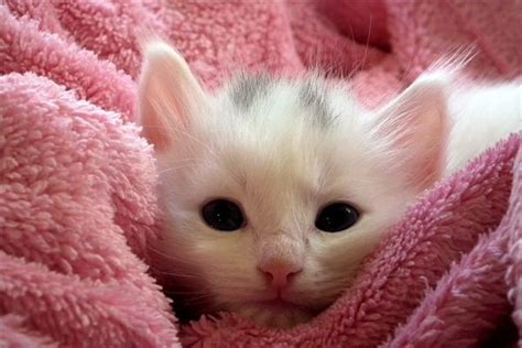 梦见白猫入怀很温顺