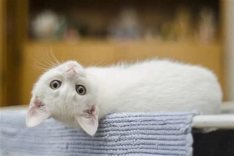 梦见白猫周公解梦