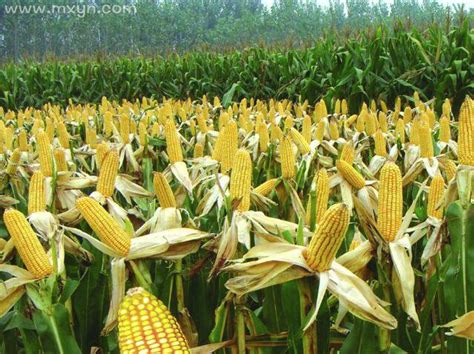 梦见种玉米的预兆