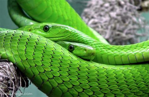 梦见绿色的蛇是什么预兆周公解梦
