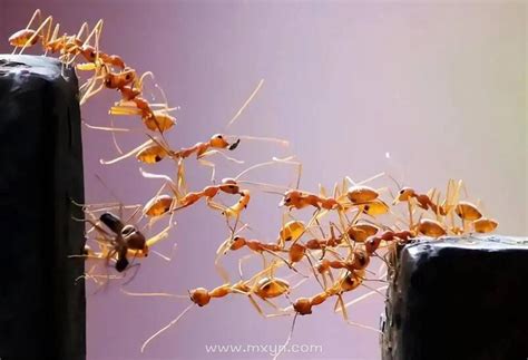 梦见蚂蚁成群什么意思