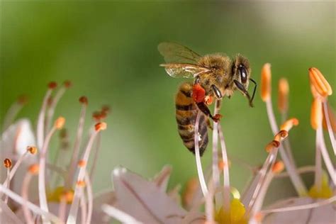 梦见蜜蜂蛰自己是什么意思