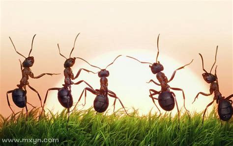梦见身上好多蚂蚁周公解梦
