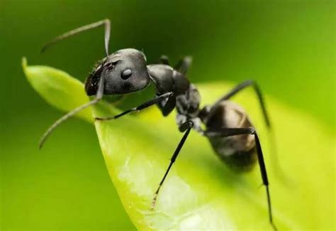 梦见身上有蚂蚁是什么意思